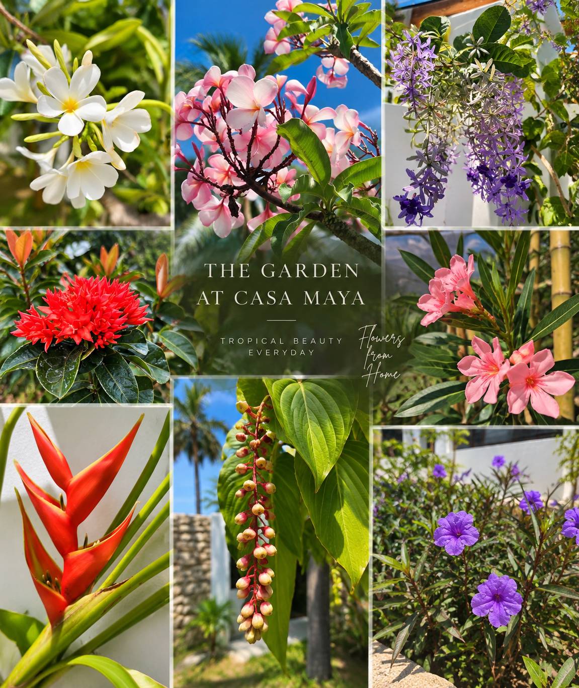 The garden at Casa Maya